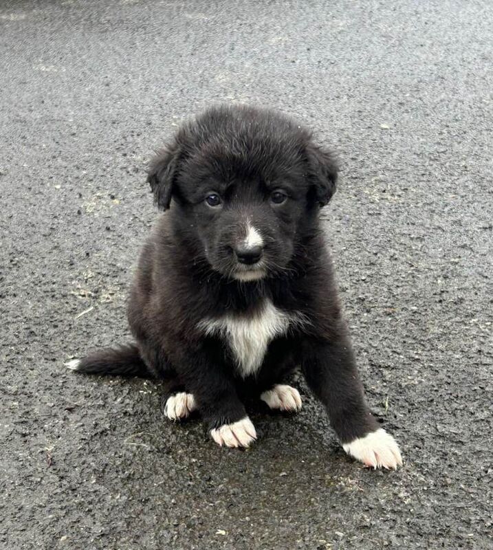 German Shepherd puppies for sale in Drumquin, County Tyrone – 4 weeks old - Image 3 of 6