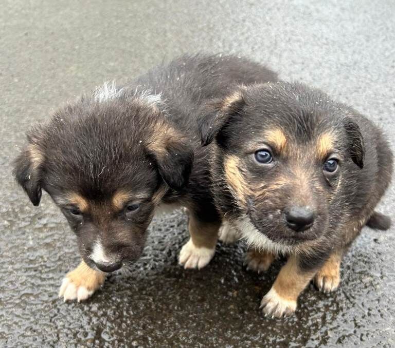 German Shepherd puppies for sale in Drumquin, County Tyrone – 4 weeks old - Image 4 of 6