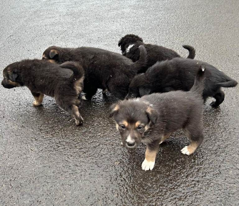 German Shepherd puppies for sale in Drumquin, County Tyrone – 4 weeks old - Image 5 of 6