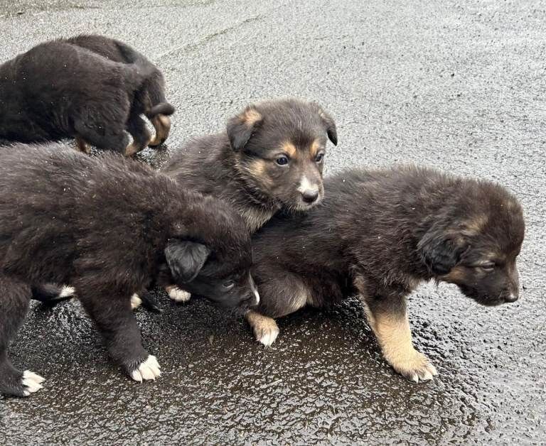 German Shepherd puppies for sale in Drumquin, County Tyrone – 4 weeks old - Image 6 of 6