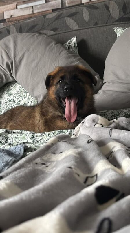 💥Spectacular german shepherd female for sale in Dunmurry, County Antrim