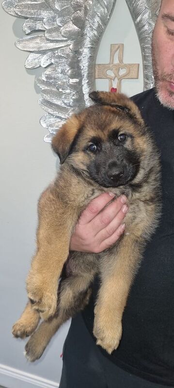 💥Spectacular german shepherd female for sale in Dunmurry, County Antrim | Image 2