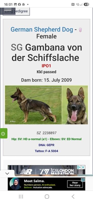 💥Spectacular german shepherd female for sale in Dunmurry, County Antrim | Image 3