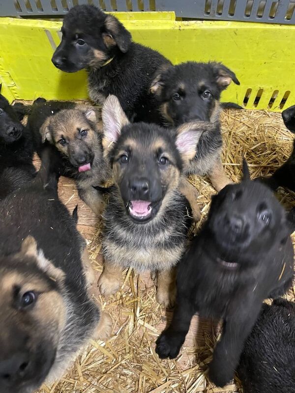 German Shepherd Puppies For Sale Under £1,000