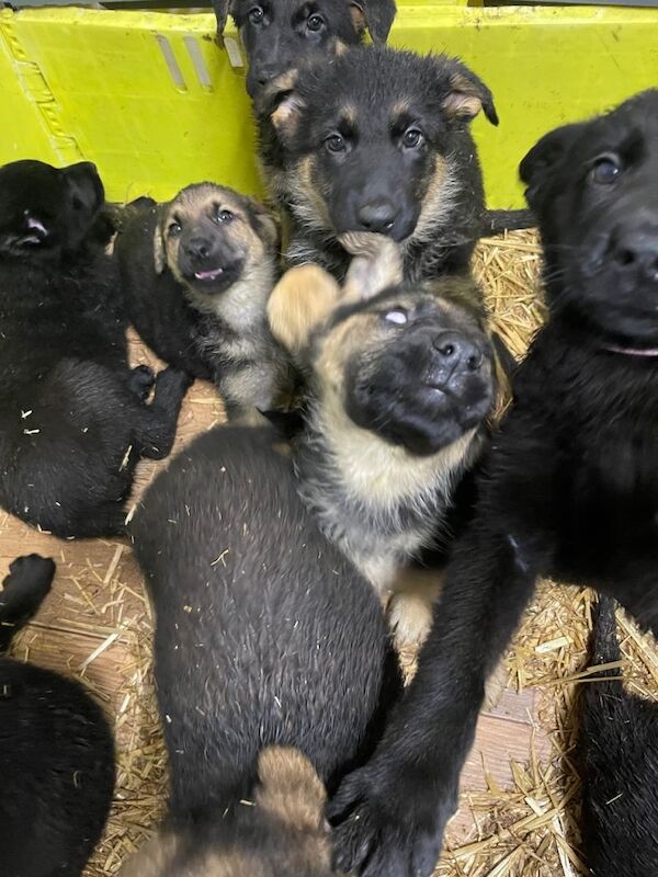 German Shepherd puppies for sale in Strabane, County Tyrone – 9 weeks old - Image 2 of 6