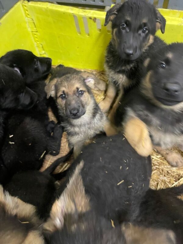 German Shepherd puppies for sale in Strabane, County Tyrone – 9 weeks old - Image 3 of 6