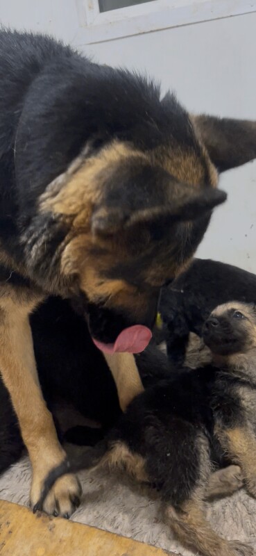 German Shepherd puppies for sale in Strabane, County Tyrone – 9 weeks old - Image 4 of 6