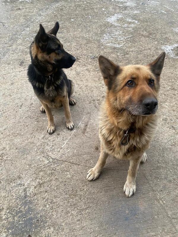 German Shepherd puppies for sale in Strabane, County Tyrone – 9 weeks old - Image 5 of 6