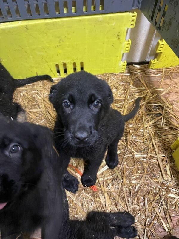 German Shepherd puppies for sale in Strabane, County Tyrone – 9 weeks old - Image 6 of 6