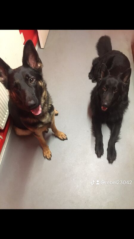 German Shepherd puppies for sale in Somerset – 1 year old - Image 5 of 7