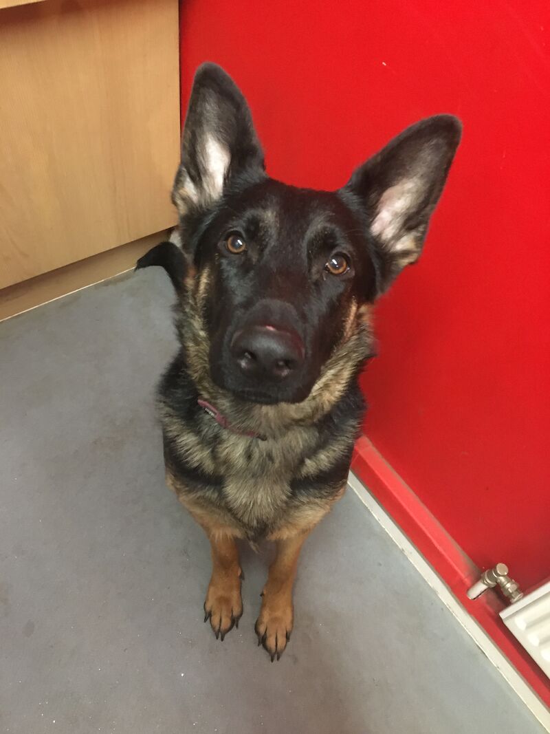 German Shepherd puppies for sale in Somerset – 1 year old - Image 7 of 7