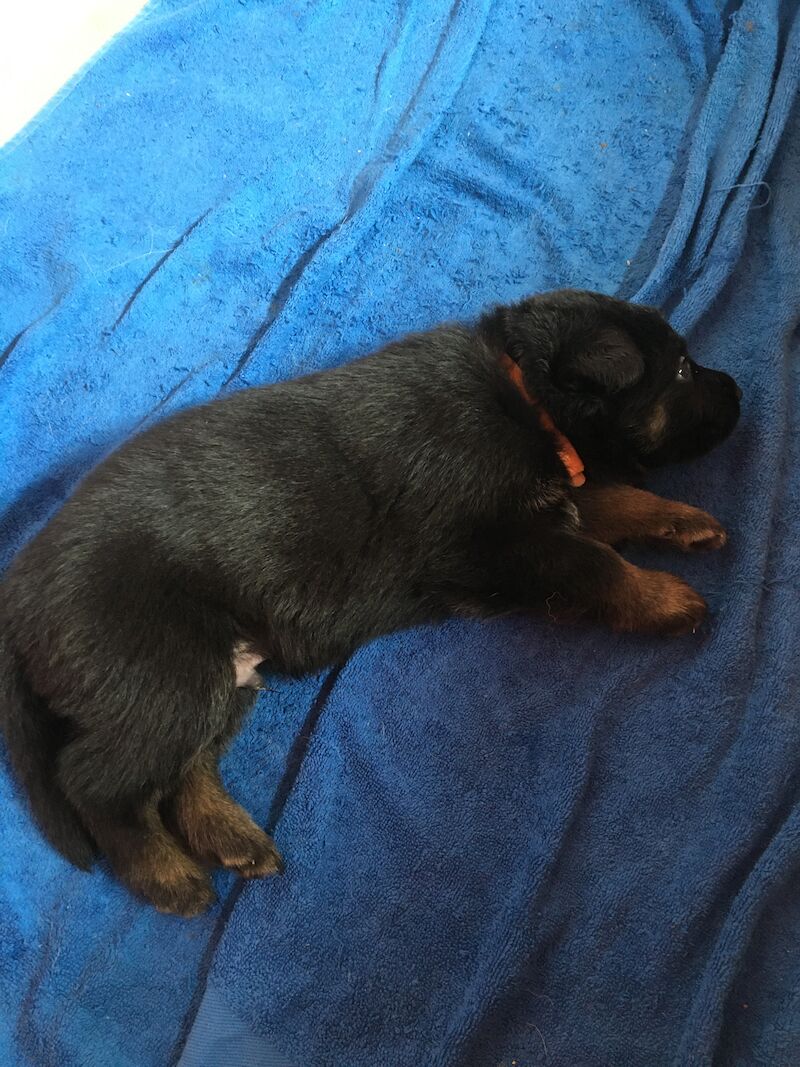 Straight Back German Shepherd Puppies for sale in Somerset | Image 2