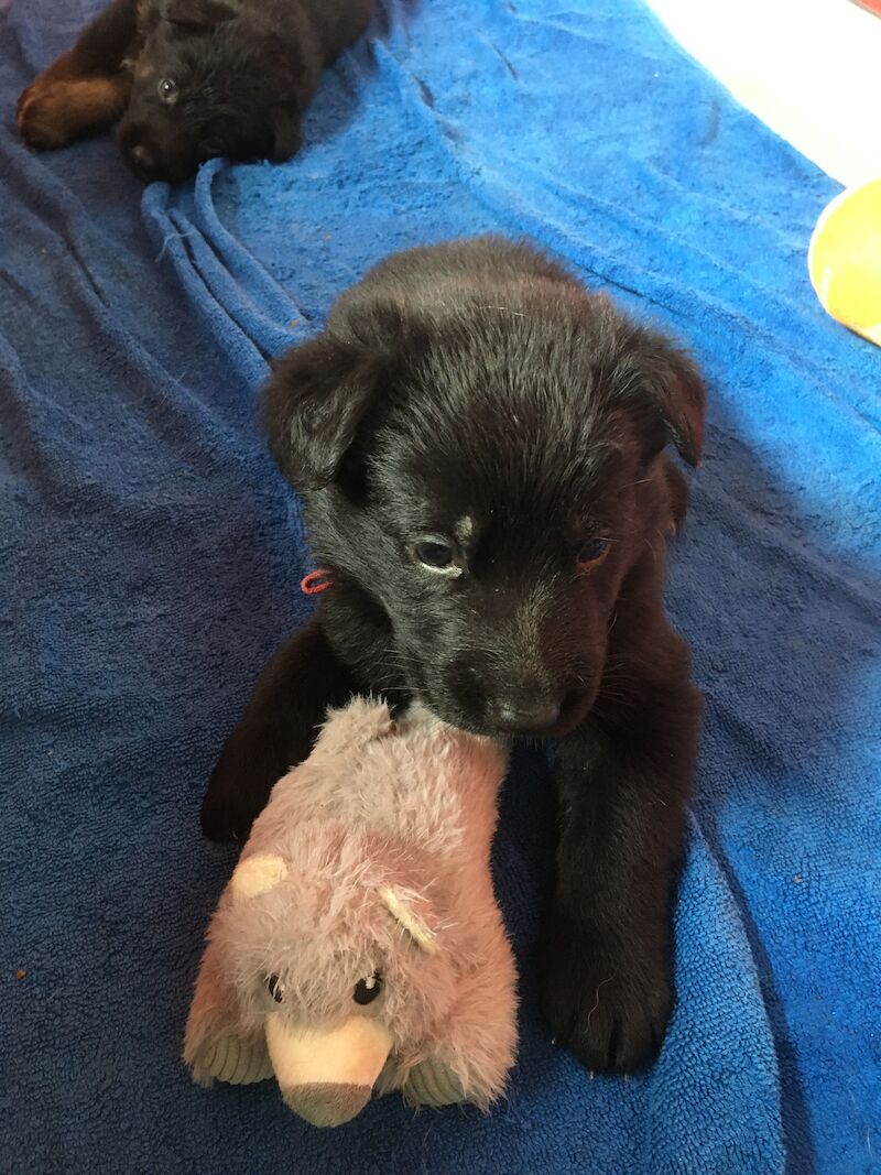 German Shepherd puppies for sale in Somerset – 1 year old - Image 3 of 7