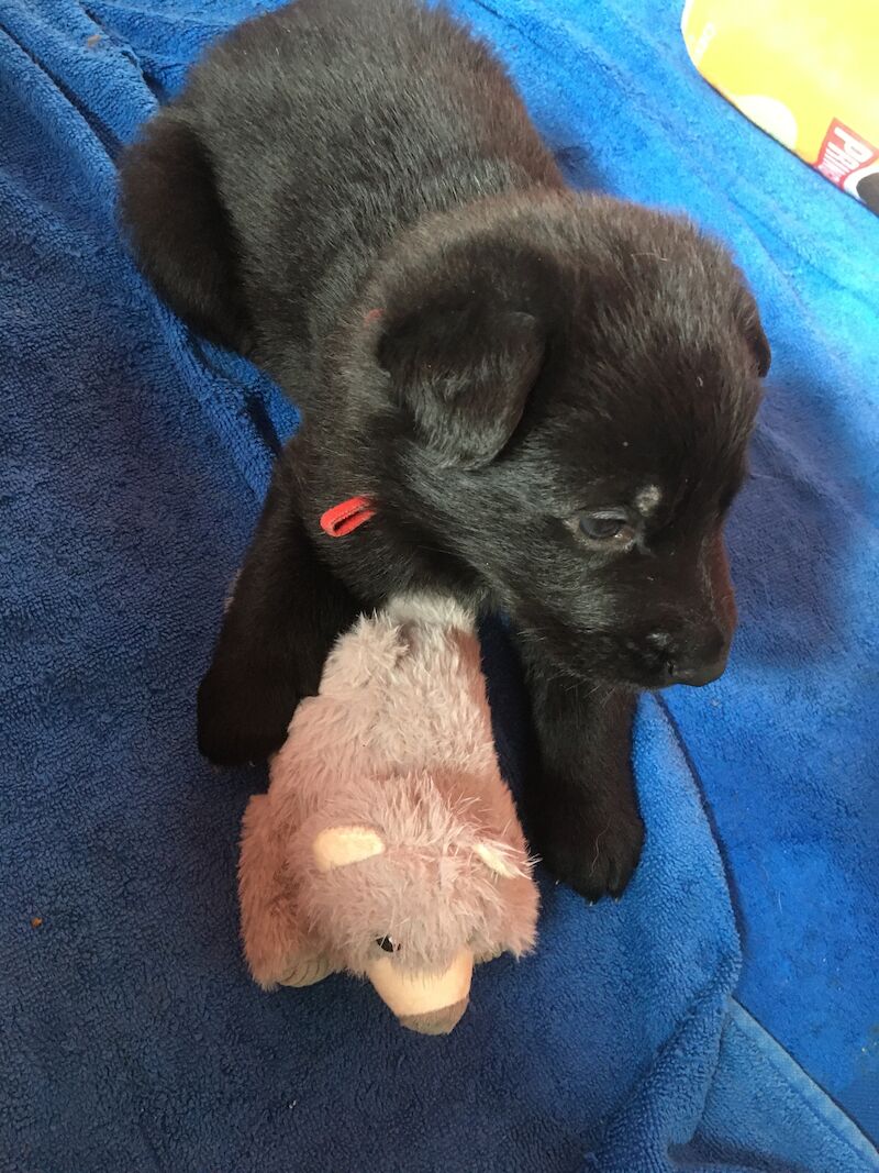 German Shepherd puppies for sale in Somerset – 1 year old - Image 4 of 7