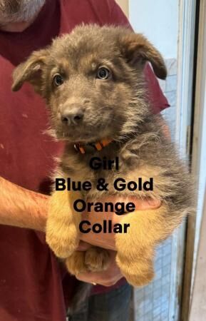 German Shepherd puppies for sale in High Wycombe, Buckinghamshire – 1 year old - Image 2 of 3