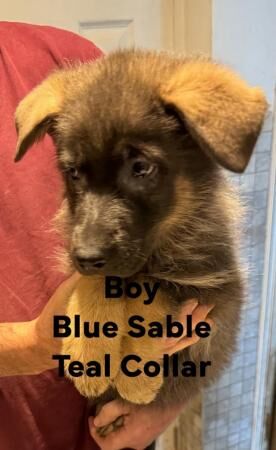 German Shepherd puppies for sale in High Wycombe, Buckinghamshire – 1 year old - Image 3 of 3
