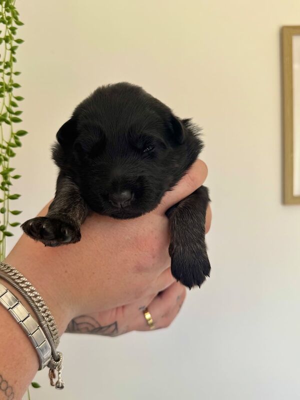 German Shepherd puppies for sale in Sherburn in Elmet, North Yorkshire – 2 weeks old
