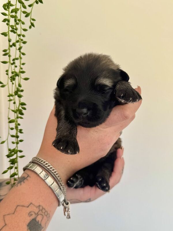 German Shepherd puppies for sale in Sherburn in Elmet, North Yorkshire – 3 weeks old - Image 2 of 3