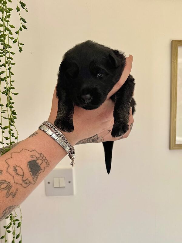 German Shepherd puppies for sale in Sherburn in Elmet, North Yorkshire – 3 weeks old - Image 3 of 3
