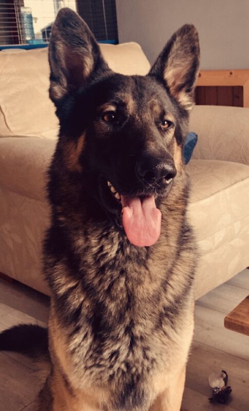 German Shepherd stud dog for stud in Northamptonshire – 3 years old