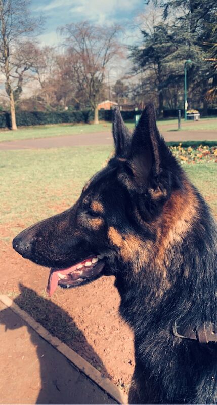 German Shepherd stud dog for stud in Northamptonshire – 3 years old - Image 3 of 3