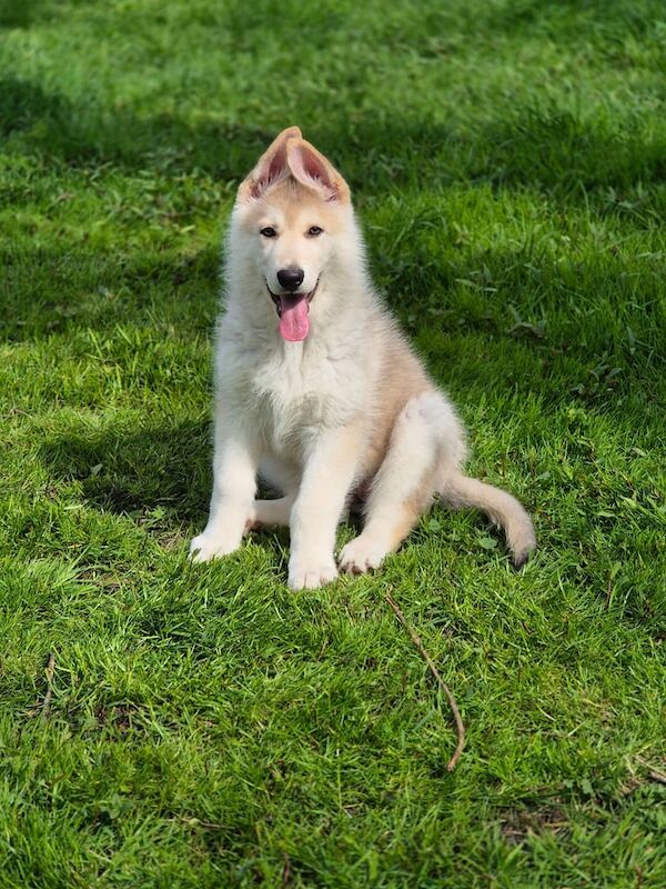 Straight backed german shepherd puppies - Image 2 of 3