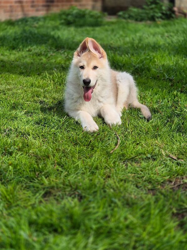 Straight backed german shepherd puppies - Image 3 of 3