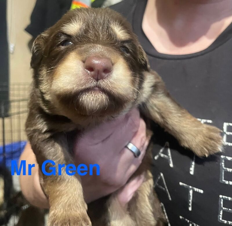 German Shepherd puppies for sale in Sheerness, Kent – 2 weeks old - Image 2 of 15