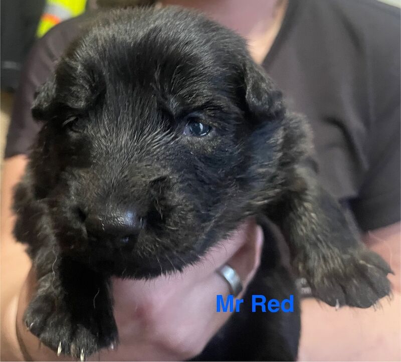 German Shepherd puppies for sale in Sheerness, Kent – 2 weeks old - Image 3 of 15