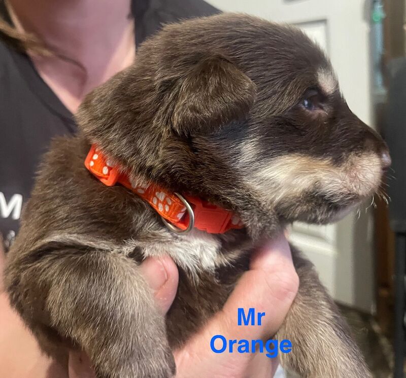 German Shepherd puppies for sale in Sheerness, Kent – 2 weeks old - Image 4 of 15