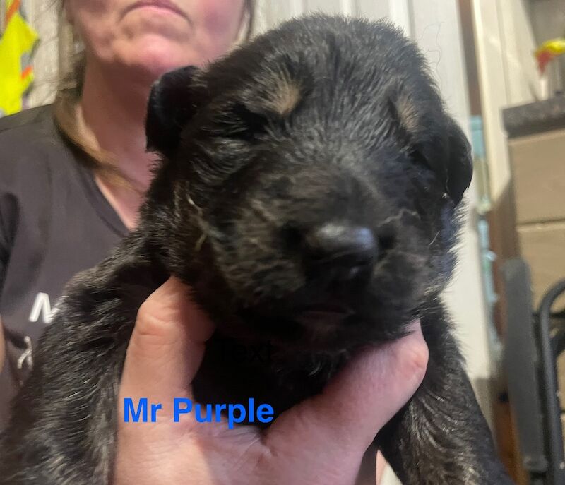 German Shepherd puppies for sale in Sheerness, Kent – 2 weeks old - Image 5 of 15