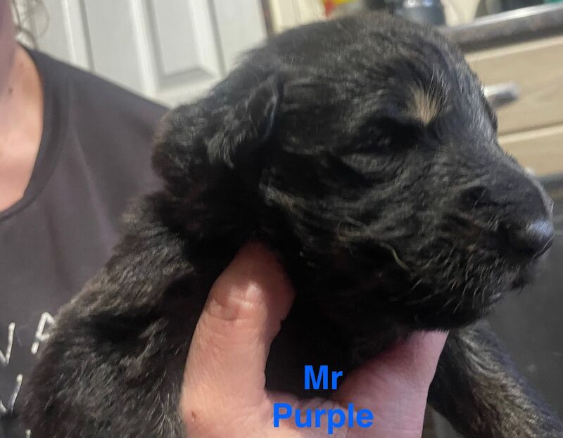 German Shepherd puppies for sale in Sheerness, Kent – 2 weeks old - Image 6 of 15