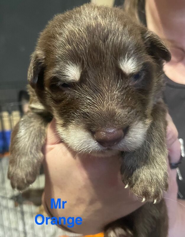 German Shepherd puppies for sale in Sheerness, Kent – 2 weeks old - Image 7 of 15