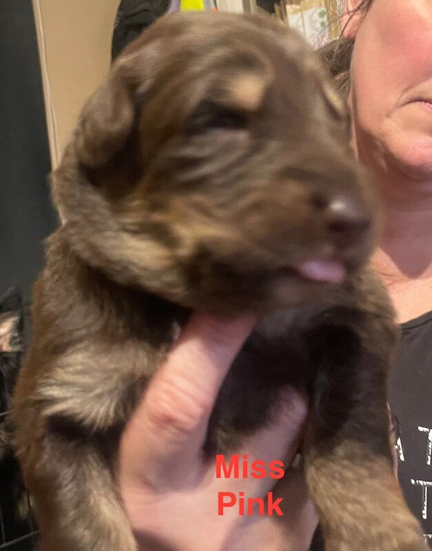 German Shepherd puppies for sale in Sheerness, Kent – 2 weeks old - Image 8 of 15