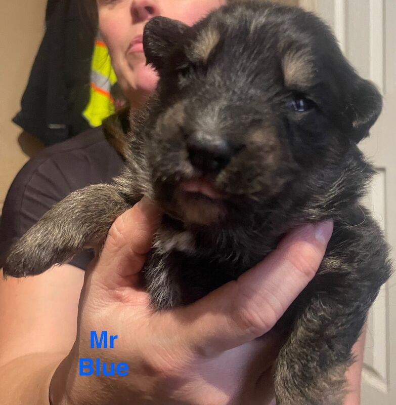 German Shepherd puppies for sale in Sheerness, Kent – 2 weeks old - Image 9 of 15