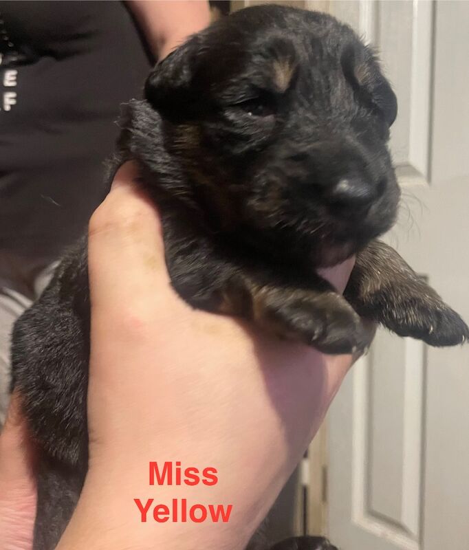 German Shepherd puppies for sale in Sheerness, Kent – 2 weeks old - Image 10 of 15