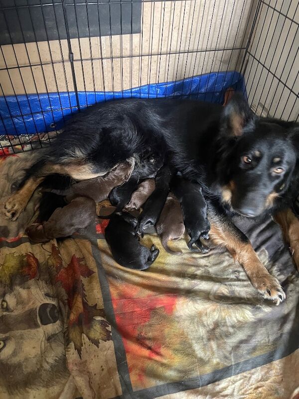 German Shepherd puppies for sale in Sheerness, Kent – 2 weeks old - Image 11 of 15