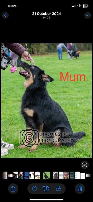 German Shepherd puppies for sale in Sheerness, Kent – 2 weeks old - Image 12 of 15