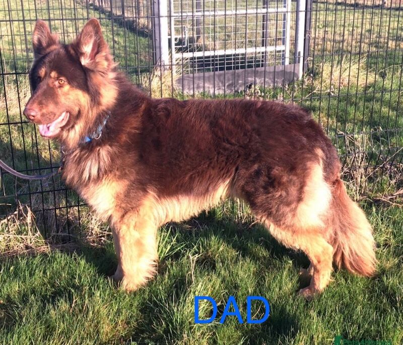 German Shepherd puppies for sale in Sheerness, Kent – 2 weeks old - Image 13 of 15