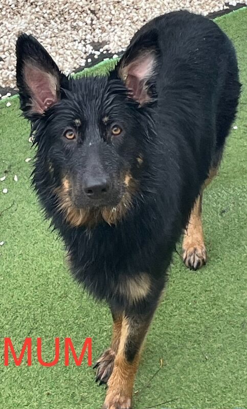 German Shepherd puppies for sale in Sheerness, Kent – 2 weeks old - Image 14 of 15