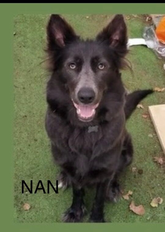 German Shepherd puppies for sale in Sheerness, Kent – 2 weeks old - Image 15 of 15