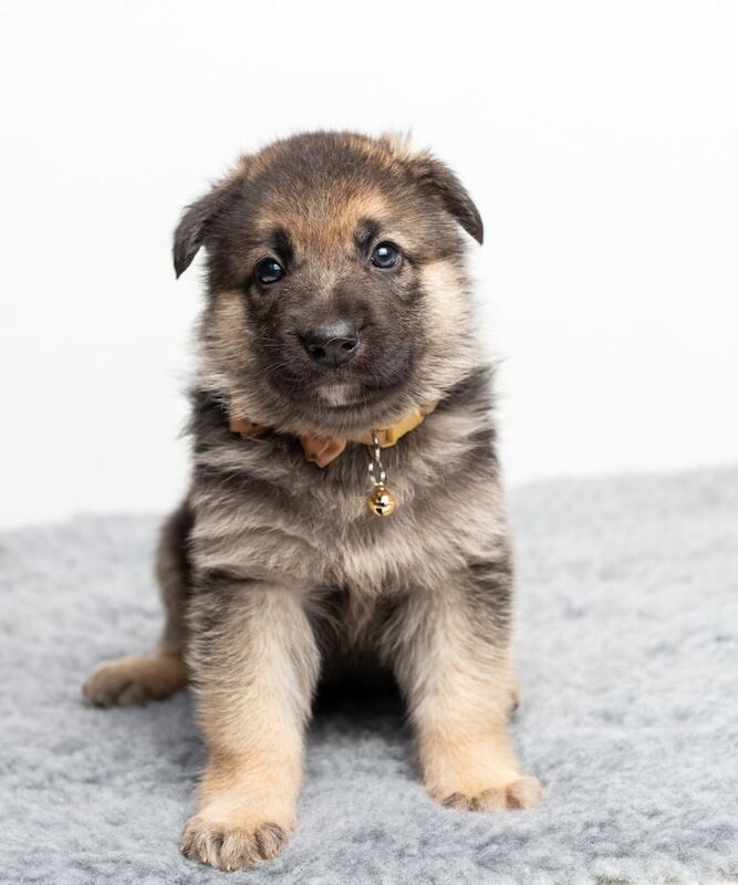 STUNNING AND CHUNKY GERMAN SHEPHERD PUPS!!! for sale in Romford, Greater London