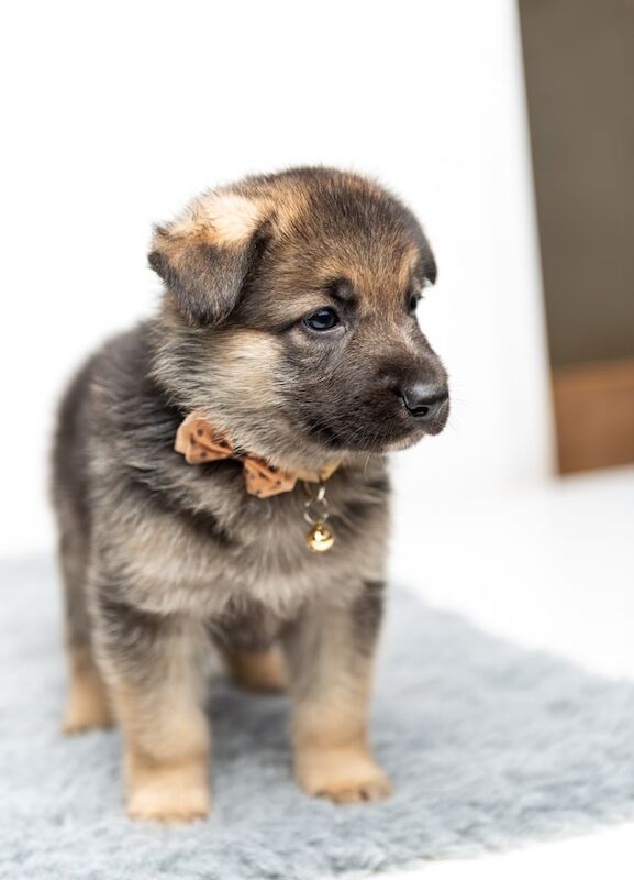 STUNNING AND CHUNKY GERMAN SHEPHERD PUPS!!! for sale in Romford, Greater London | Image 3