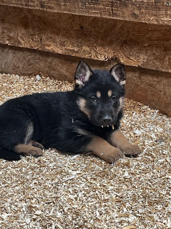 German Shepherd Puppies For Sale Under £1,000