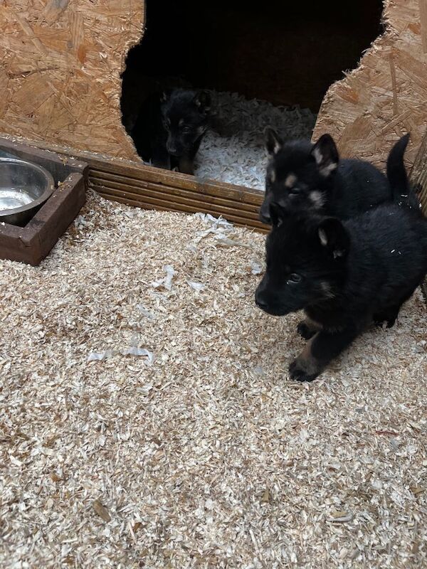Stunning Bkack and tan German Shepard pups - Image 2 of 5