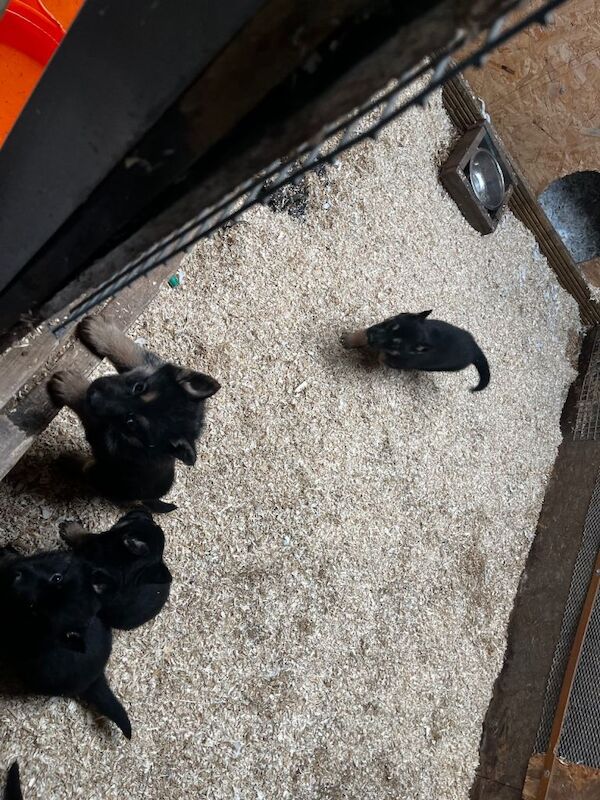Stunning Bkack and tan German Shepard pups - Image 3 of 5