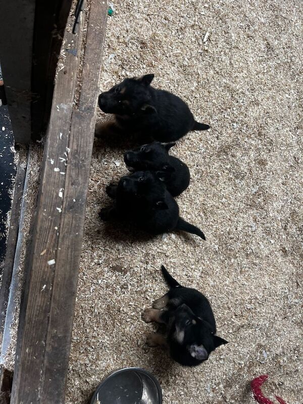Stunning Bkack and tan German Shepard pups - Image 4 of 5