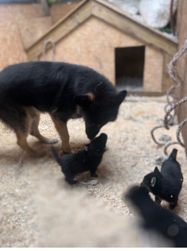 Stunning Bkack and tan German Shepard pups - Image 5 of 5