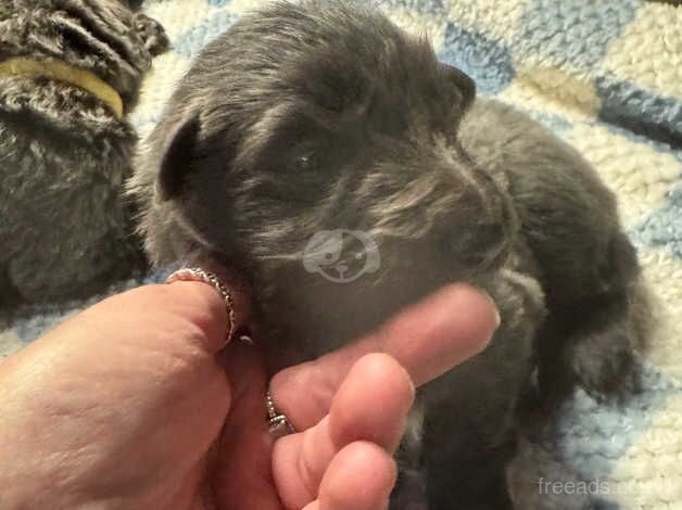 German Shepherd puppies for sale in Bradford, West Yorkshire – 1 year old - Image 3 of 5