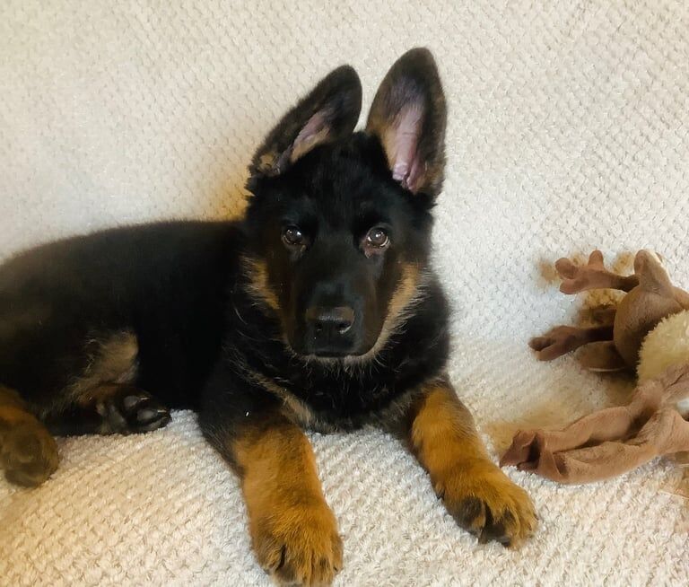 German Shepherd puppies for sale in Belper, Derbyshire – KC registered, 10 weeks old